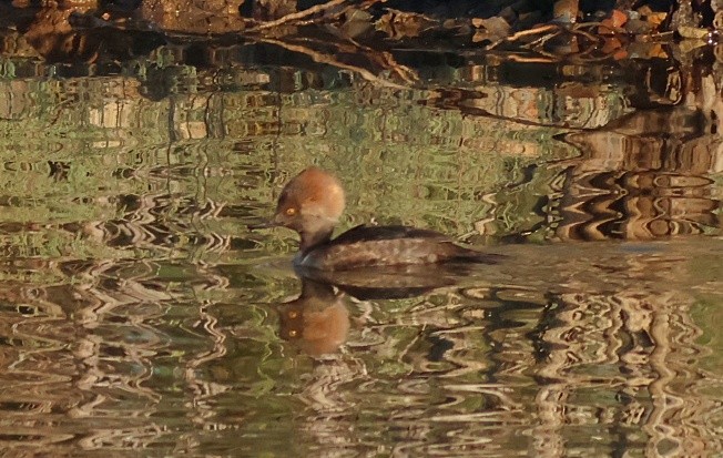 Hooded Merganser - ML646091650