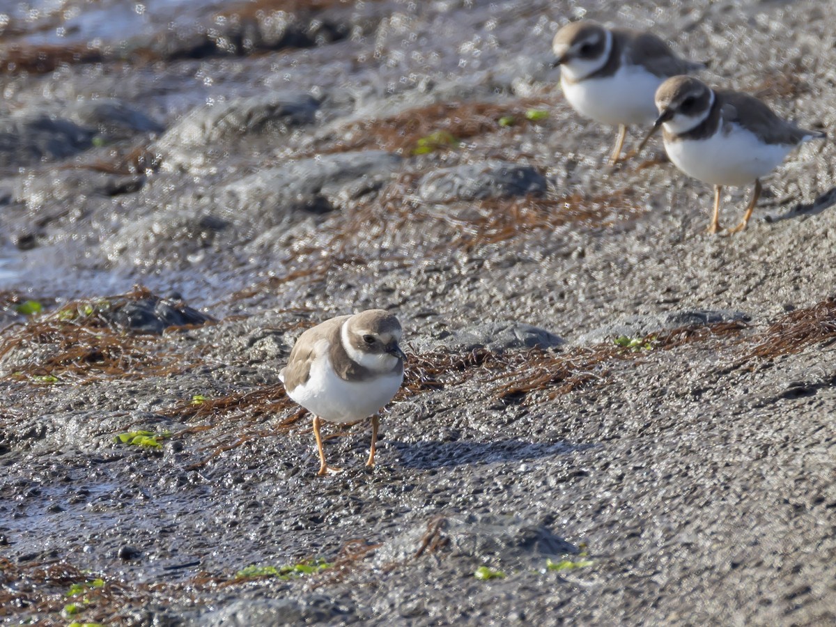 Common Ringed Plover - ML646091653