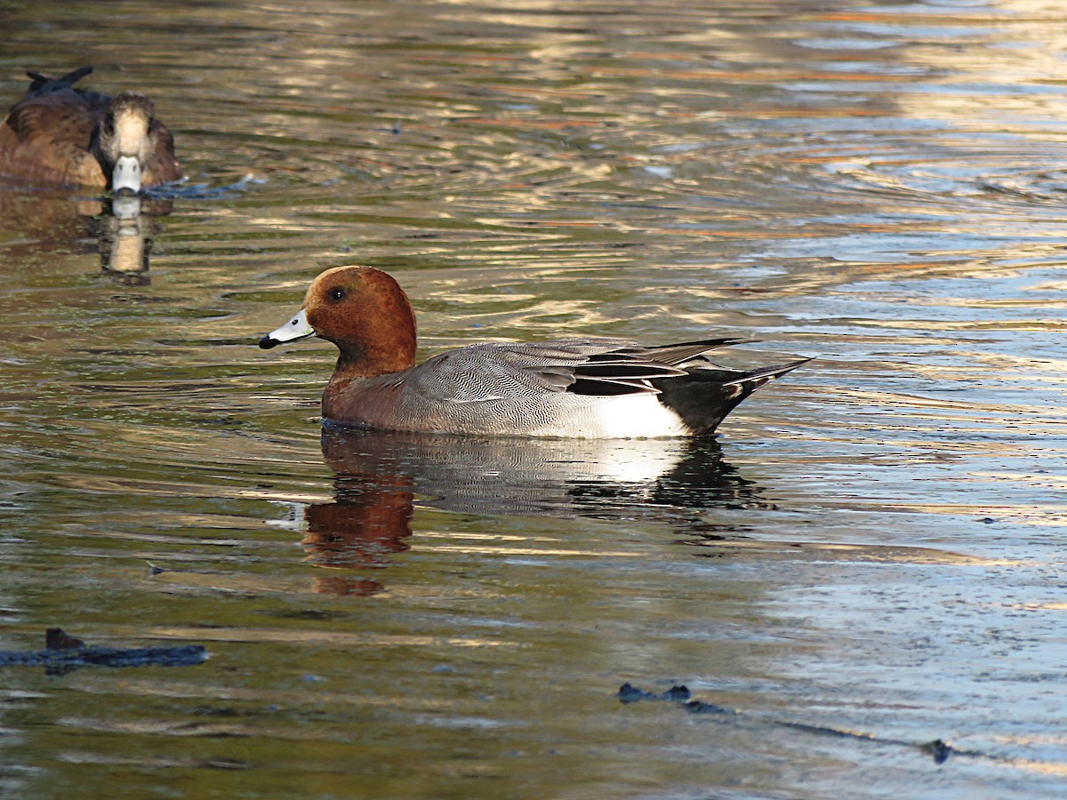 Eurasian Wigeon - ML646091654