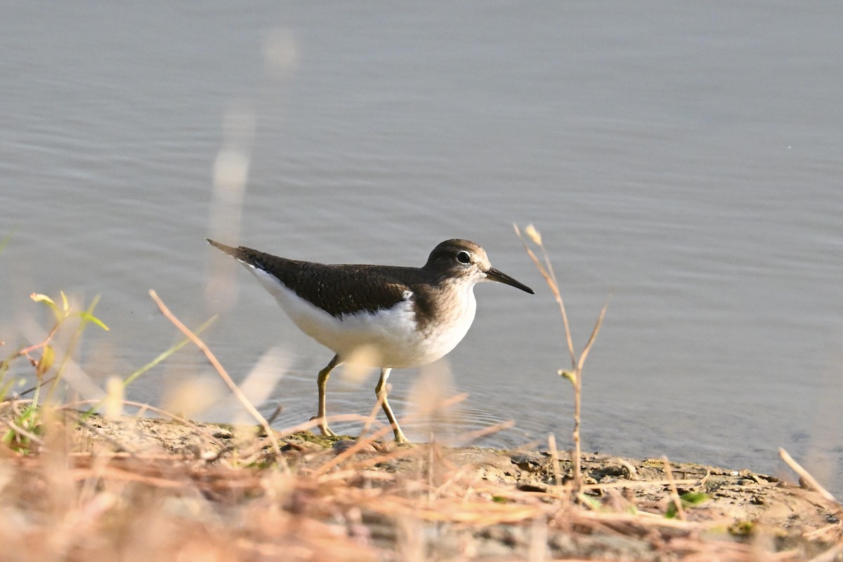Common Sandpiper - ML646091655