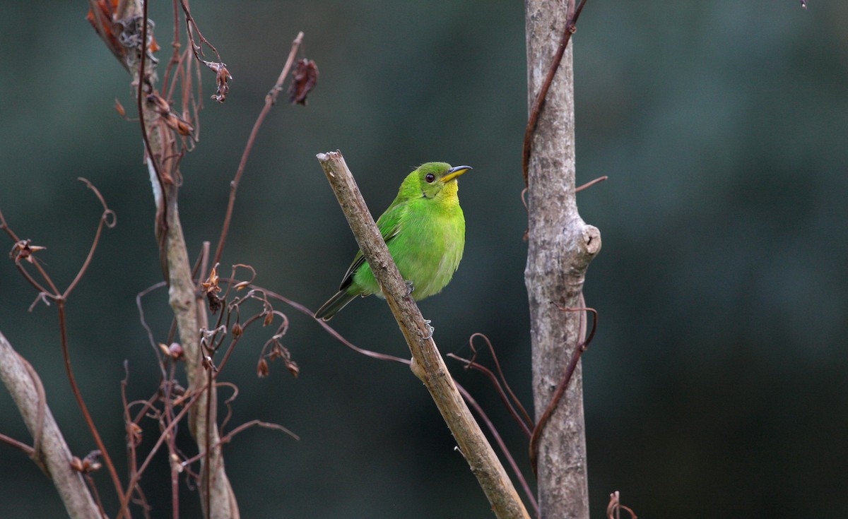 Green Honeycreeper - ML646091657