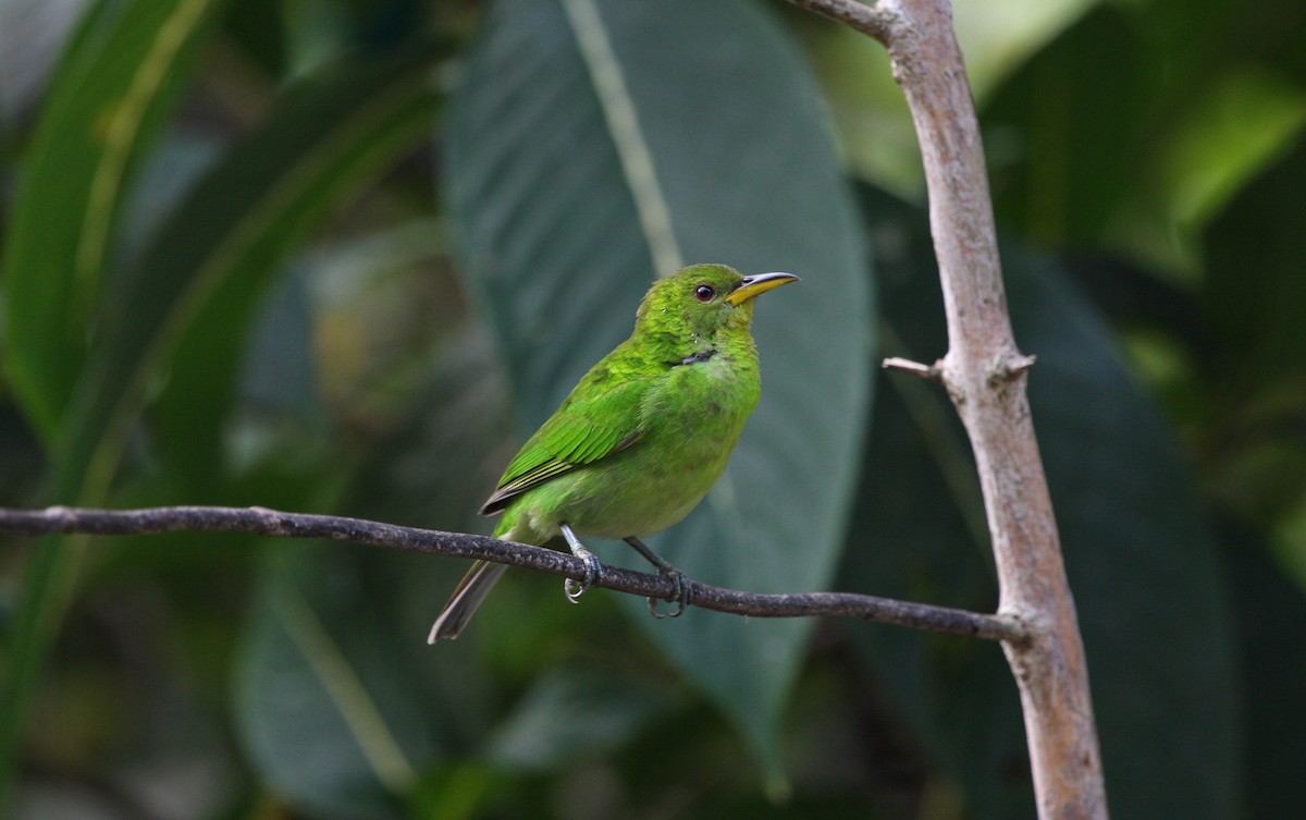 Green Honeycreeper - ML646091662