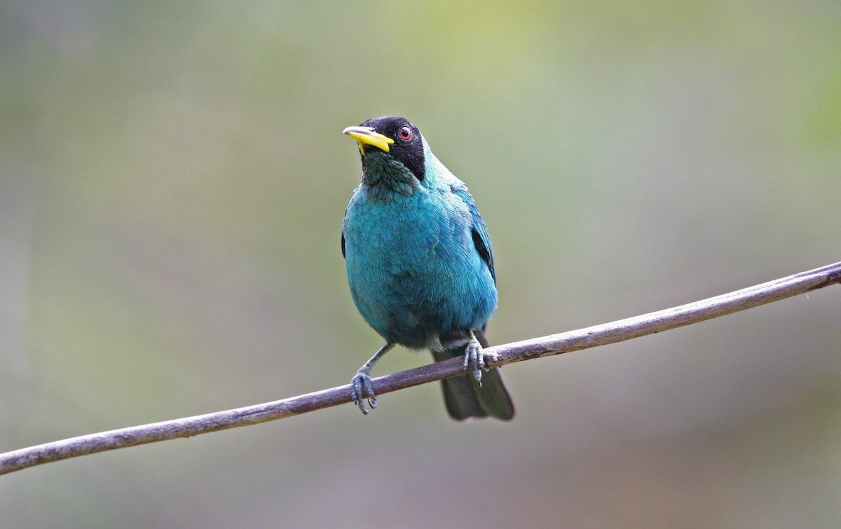 Green Honeycreeper - ML646091663