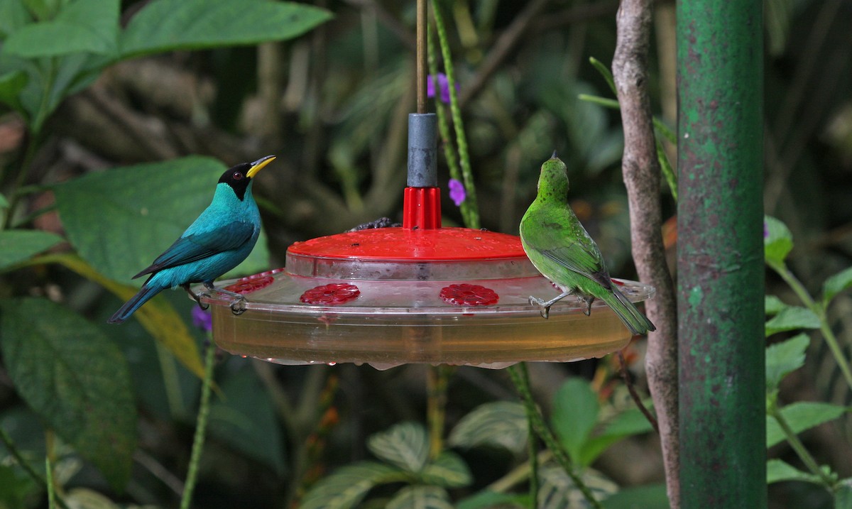 Green Honeycreeper - ML646091664