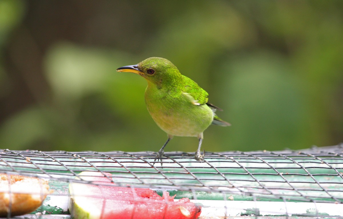 Green Honeycreeper - ML646091665