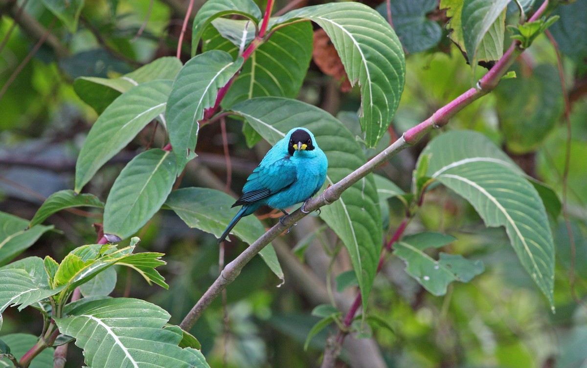 Green Honeycreeper - ML646091666