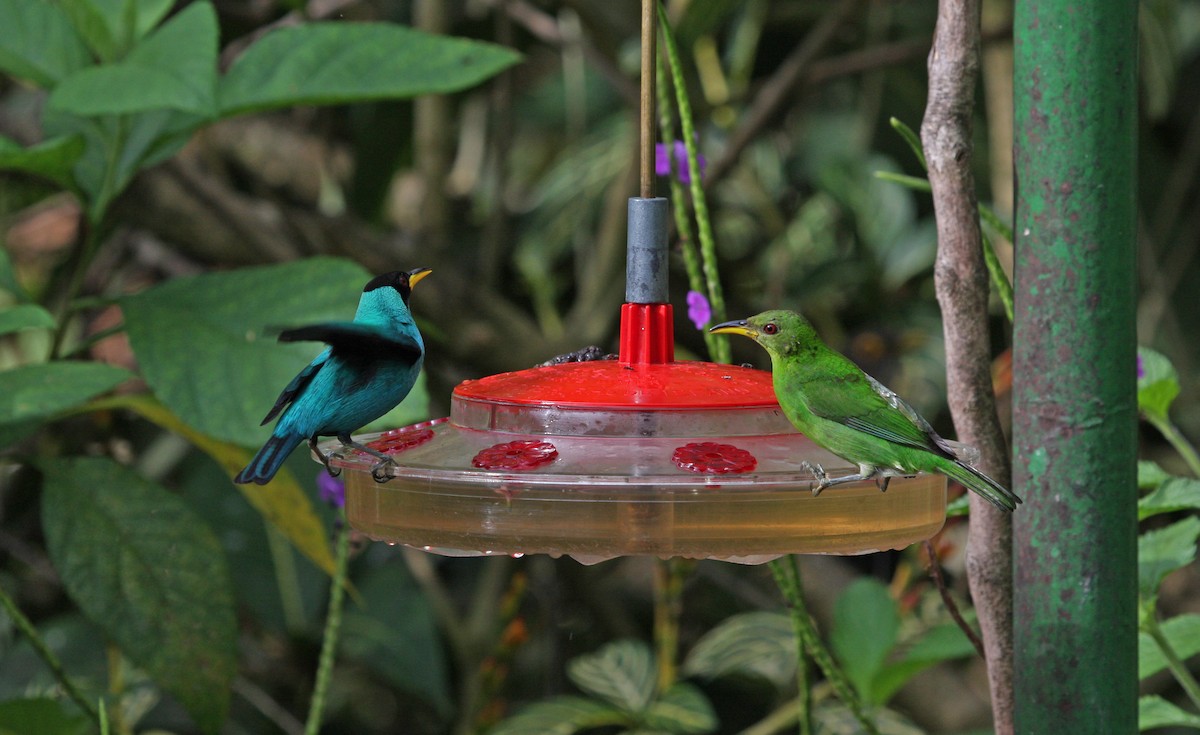 Green Honeycreeper - ML646091667