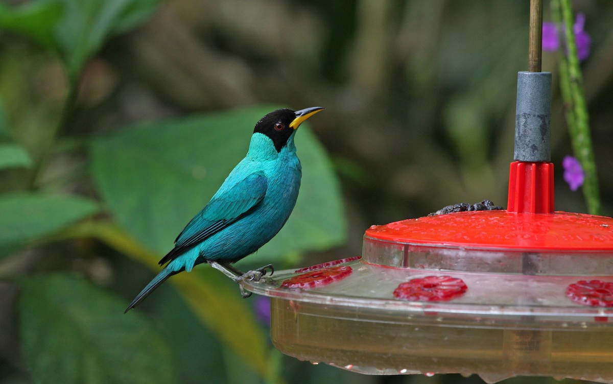 Green Honeycreeper - ML646091668