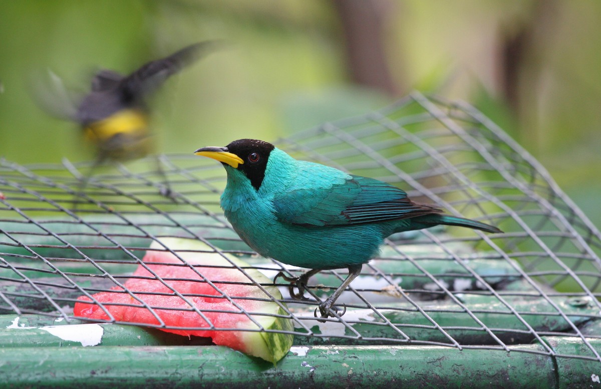 Green Honeycreeper - ML646091669