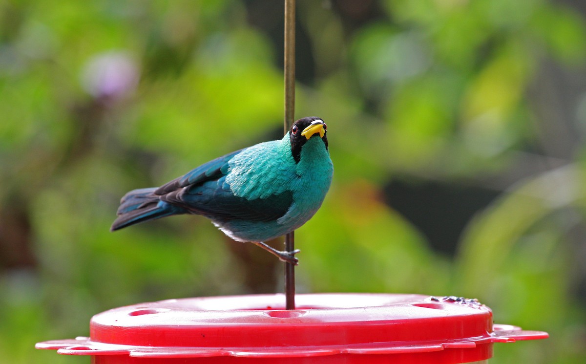 Green Honeycreeper - ML646091670