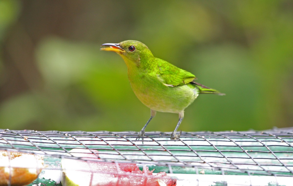 Green Honeycreeper - ML646091671