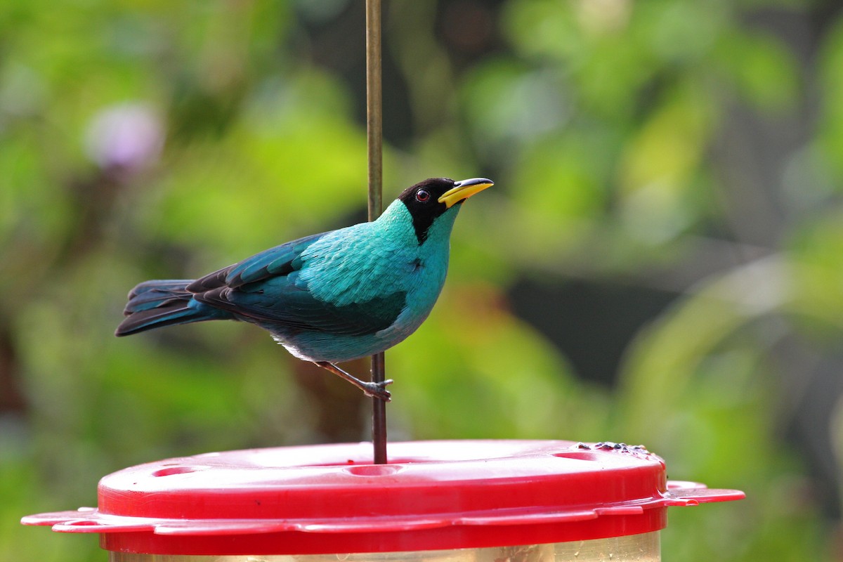 Green Honeycreeper - ML646091672
