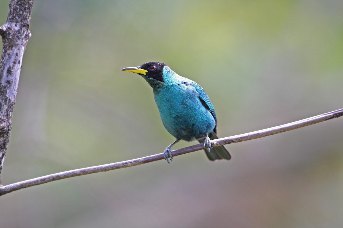 Green Honeycreeper - ML646091673