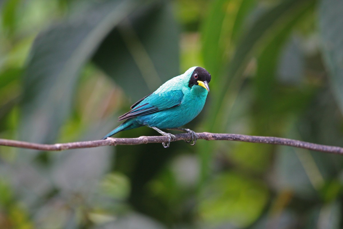 Green Honeycreeper - ML646091675