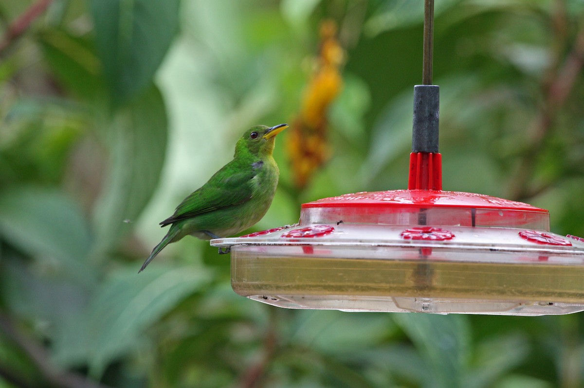 Green Honeycreeper - ML646091676