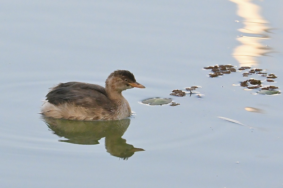 Little Grebe - ML646091683