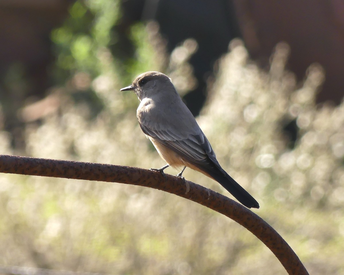 Say's Phoebe - ML646091685