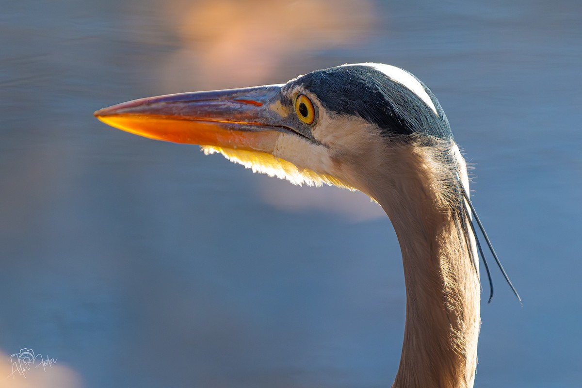 Koartza hauskara amerikarra - ML646091688