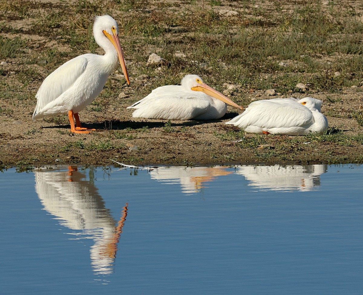 American White Pelican - ML646091689