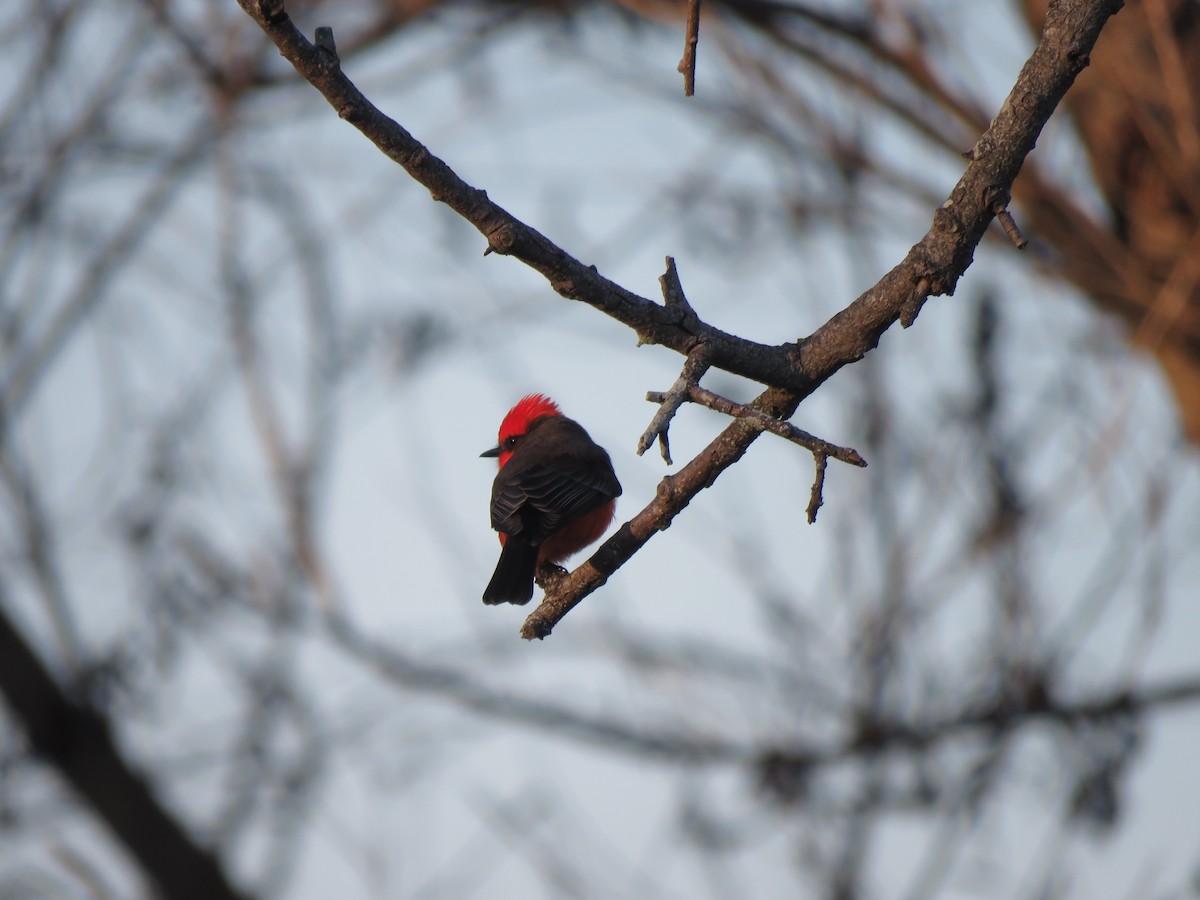 Vermilion Flycatcher - ML646091697