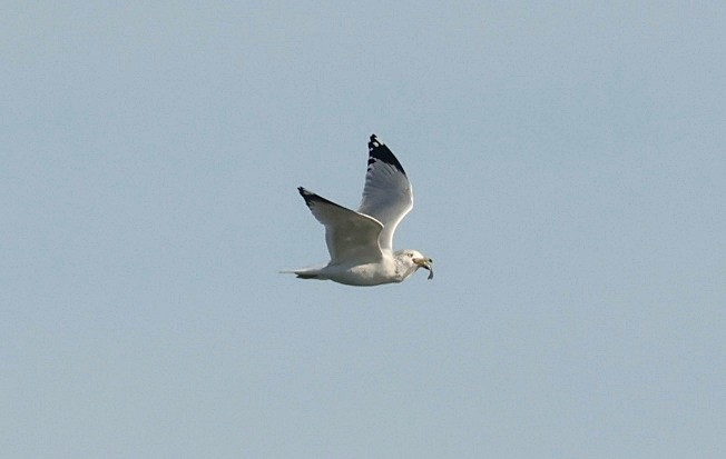 Ring-billed Gull - ML646091698