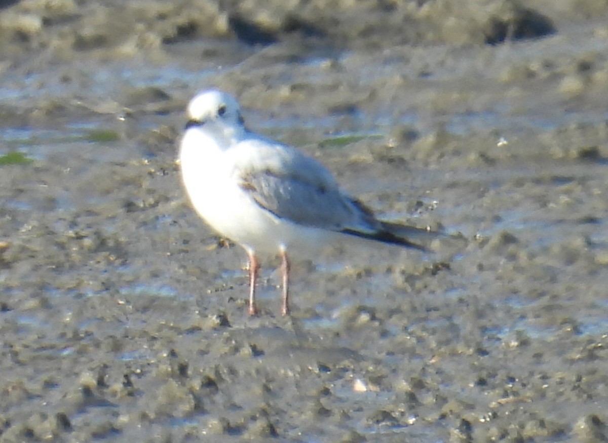 Saunders's Gull - ML646091700