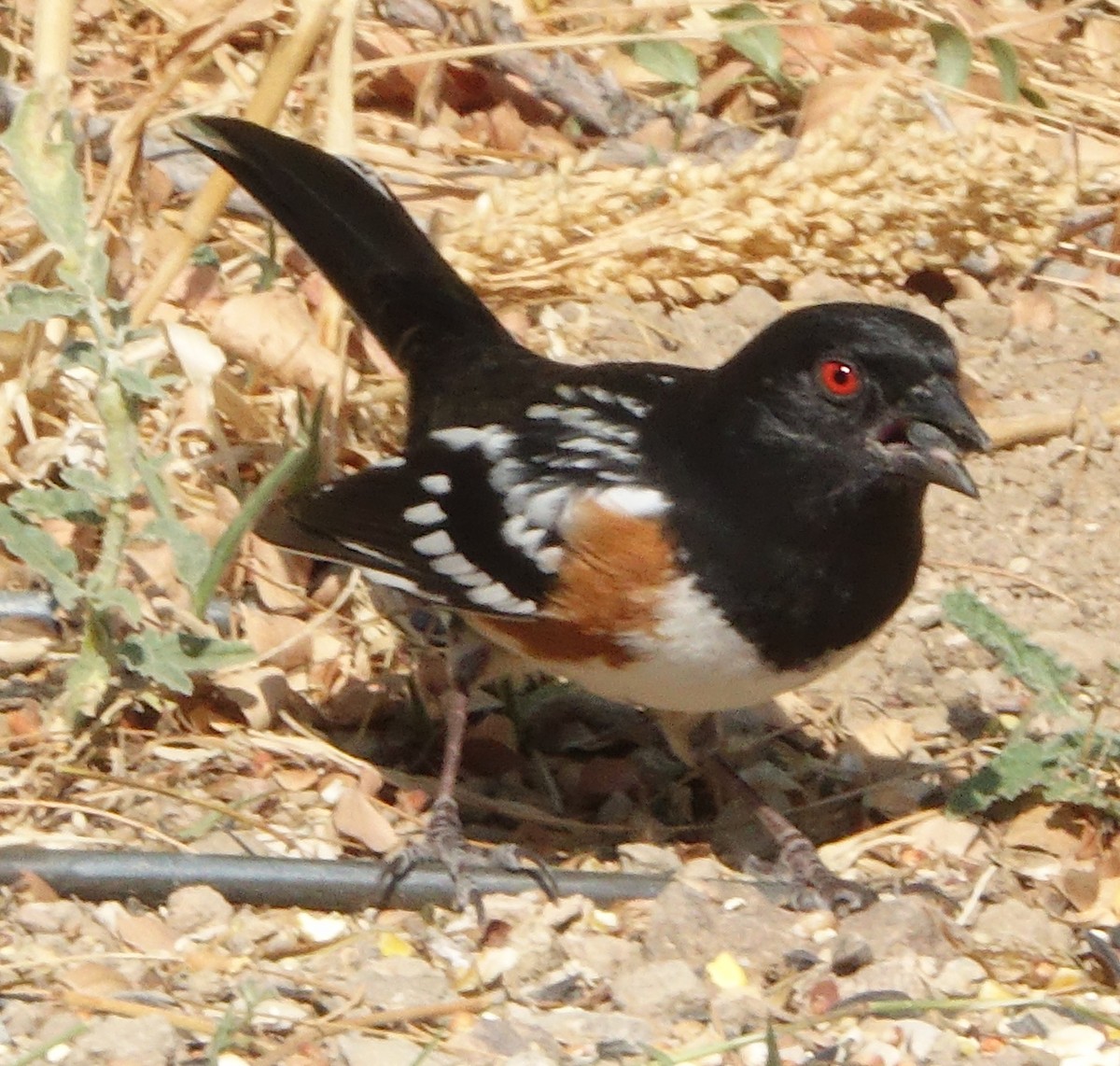 Spotted Towhee - ML646091709