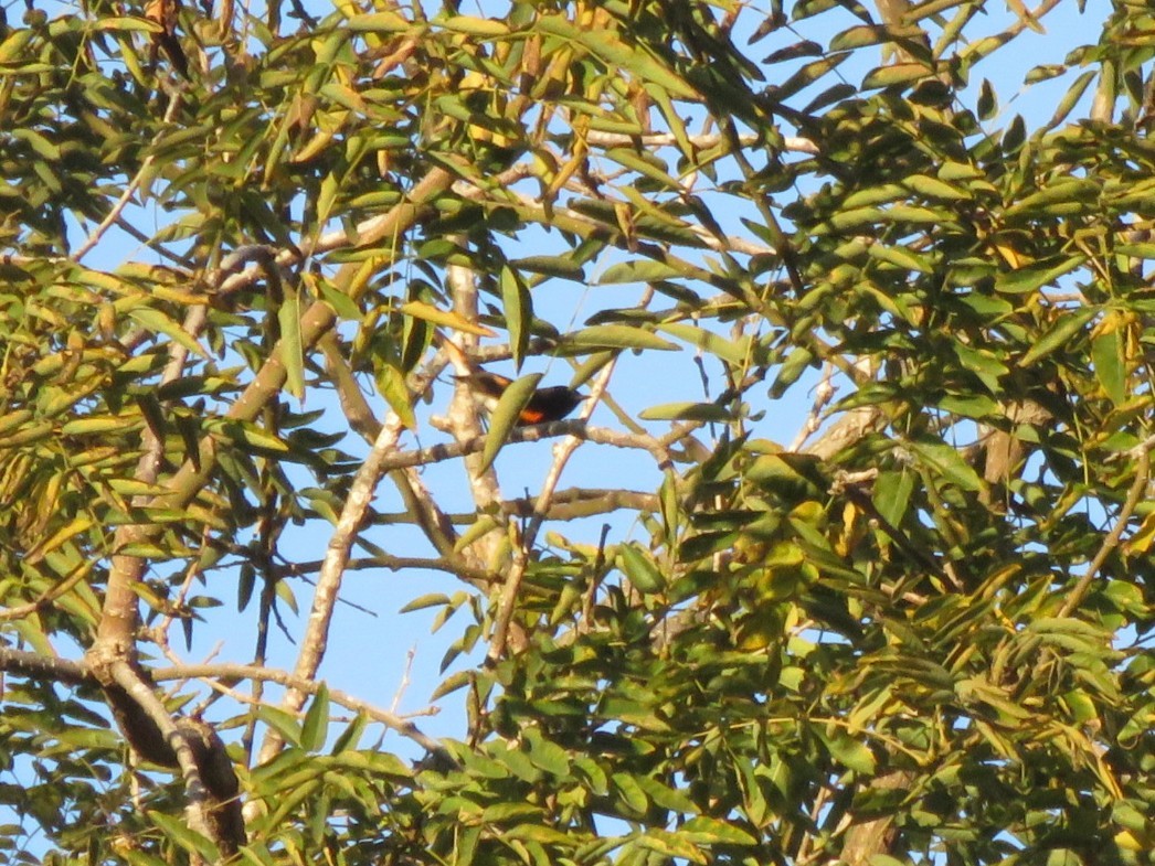 American Redstart - ML646091715