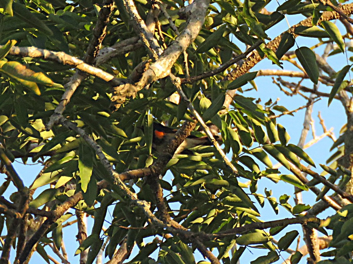 American Redstart - ML646091716