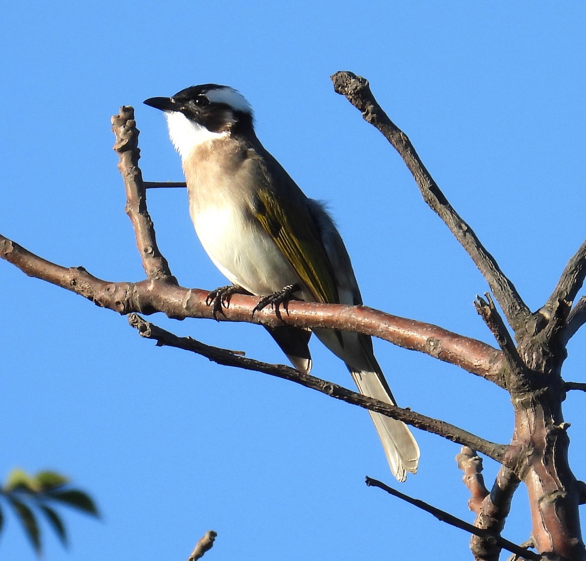Light-vented Bulbul - ML646091720