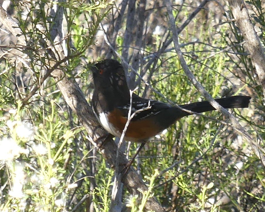 Spotted Towhee - ML646091722