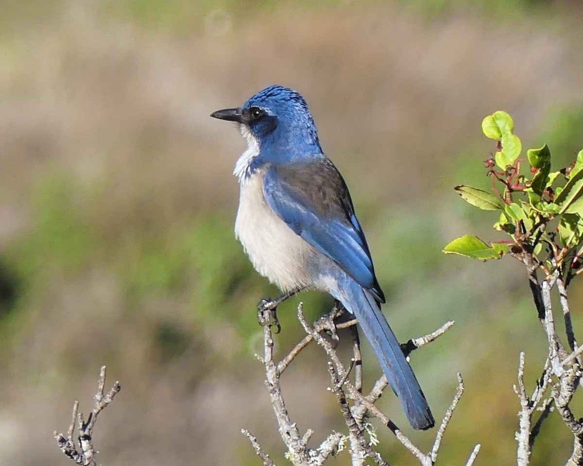 Island Scrub-Jay - ML646091730
