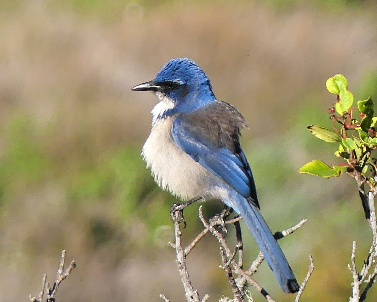 Island Scrub-Jay - ML646091731