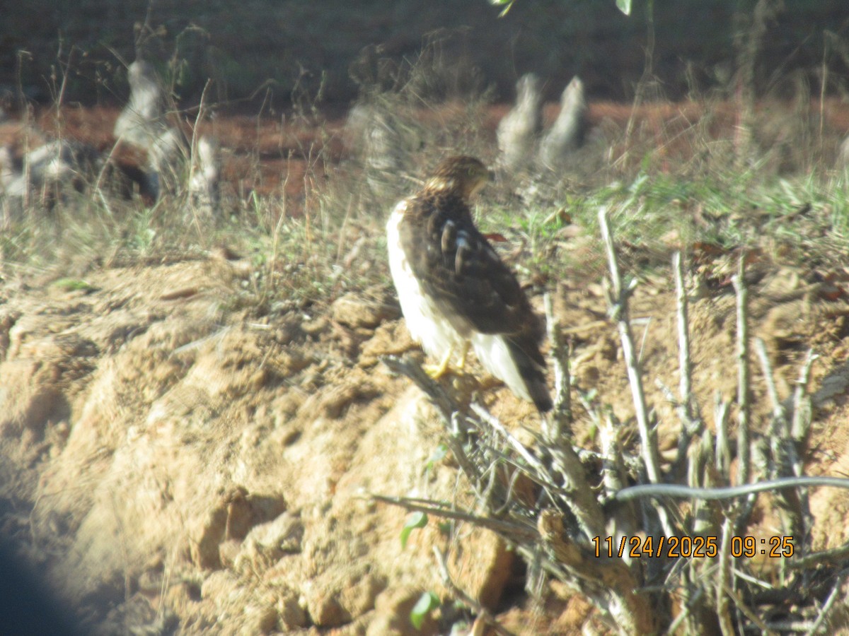 Cooper's Hawk - ML646091737