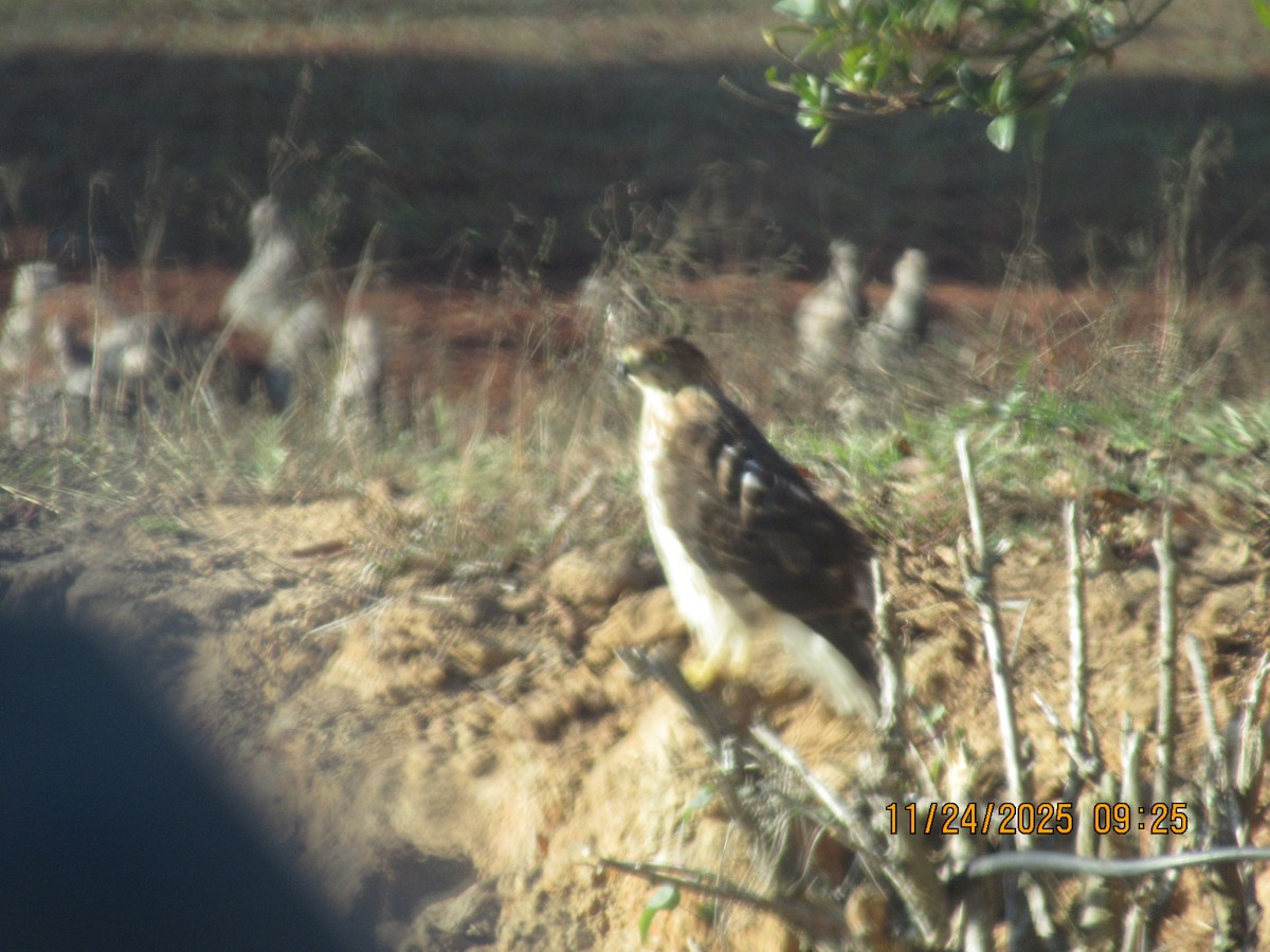 Cooper's Hawk - ML646091738