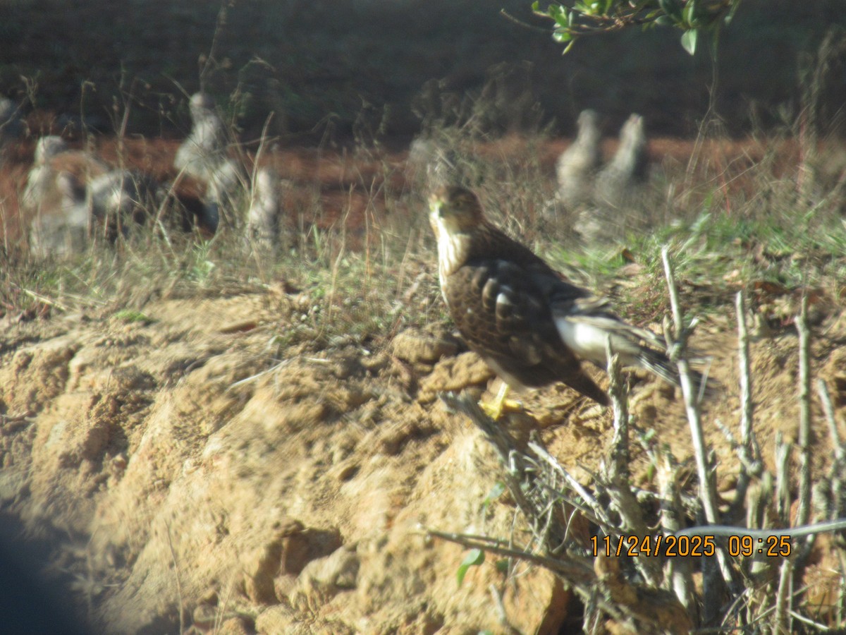 Cooper's Hawk - ML646091739