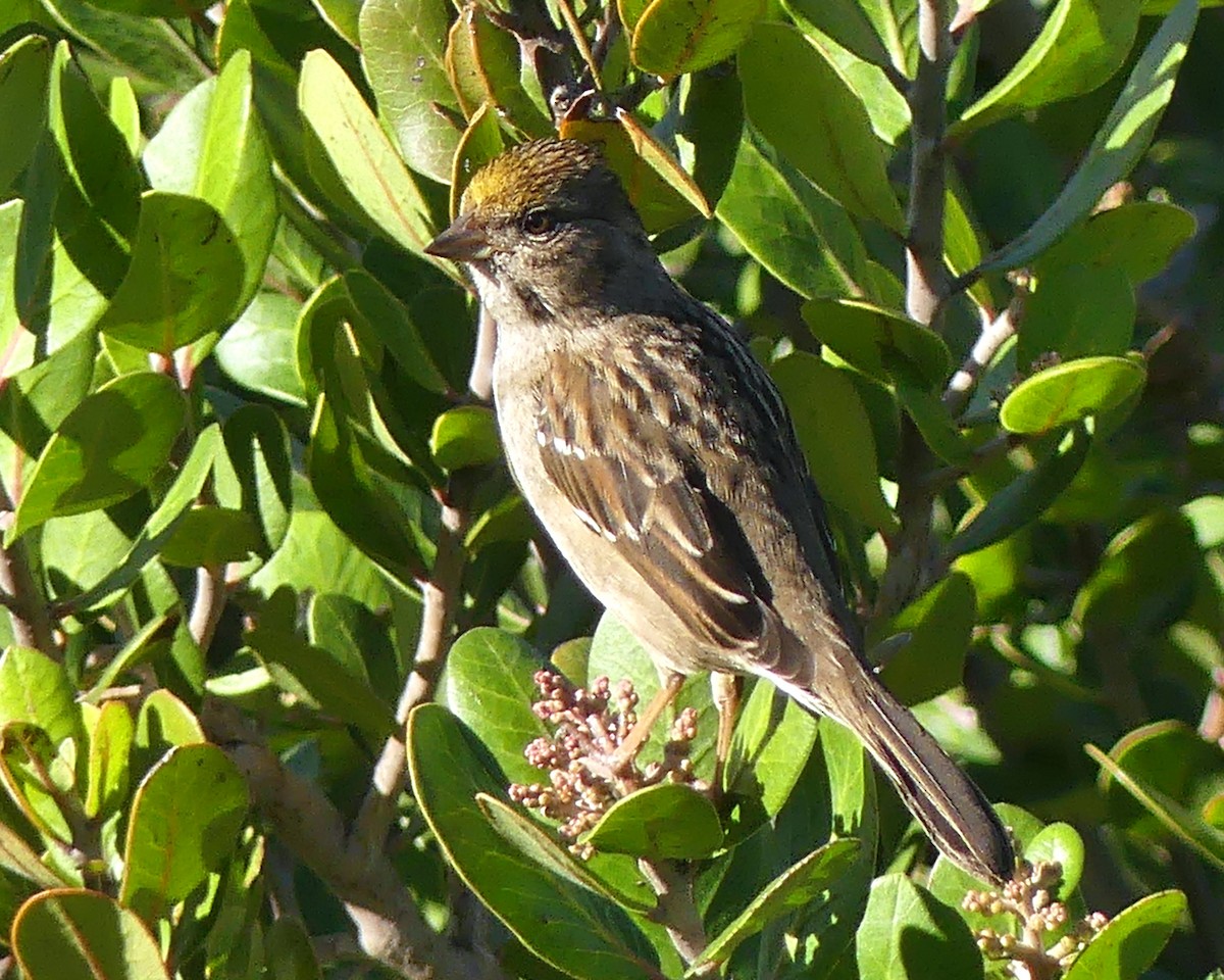 Golden-crowned Sparrow - ML646091740