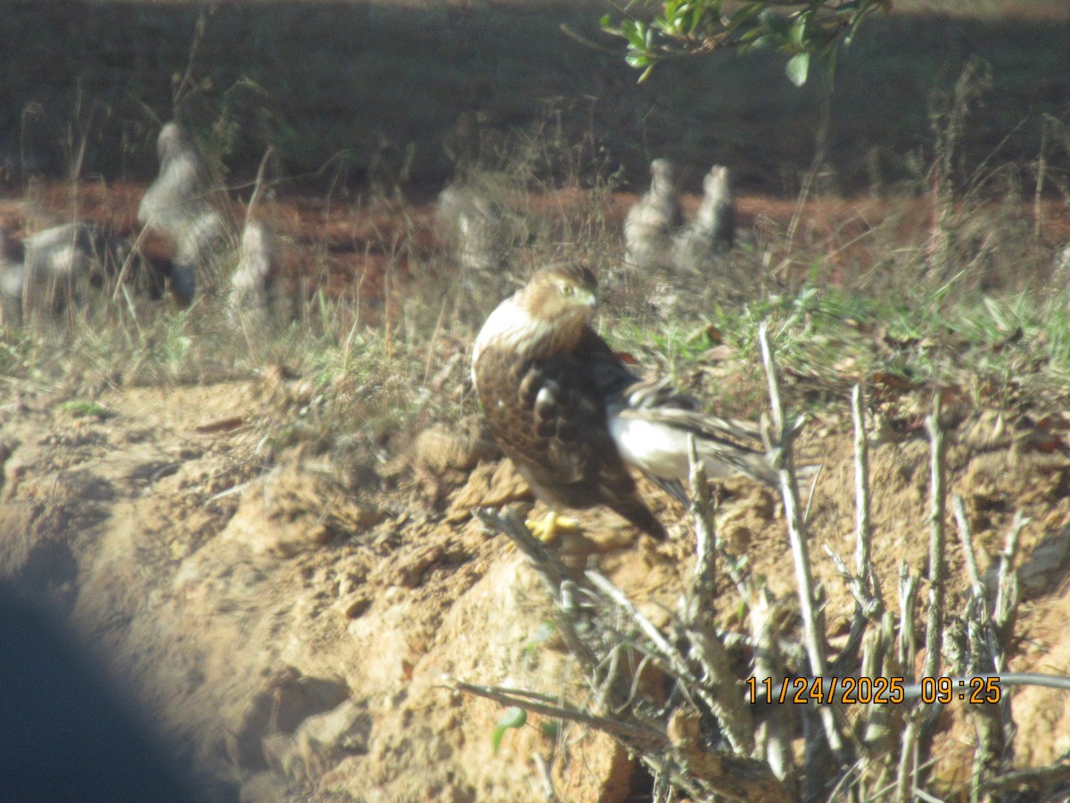 Cooper's Hawk - ML646091741