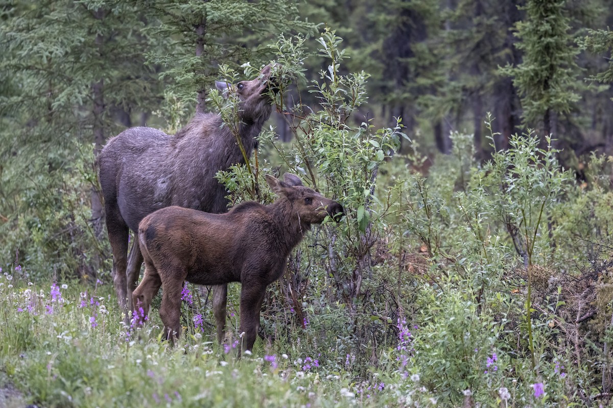 Alaskan Moose - ML646091744