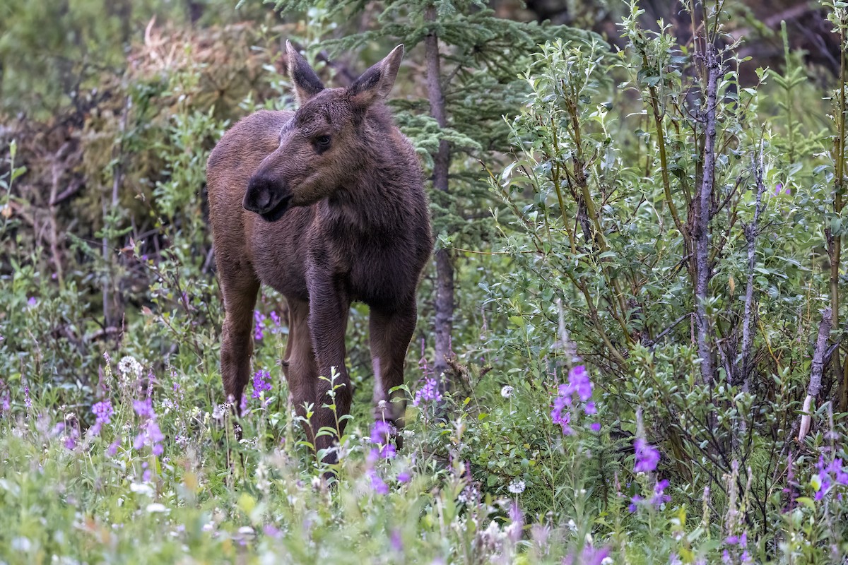 Alaskan Moose - ML646091745
