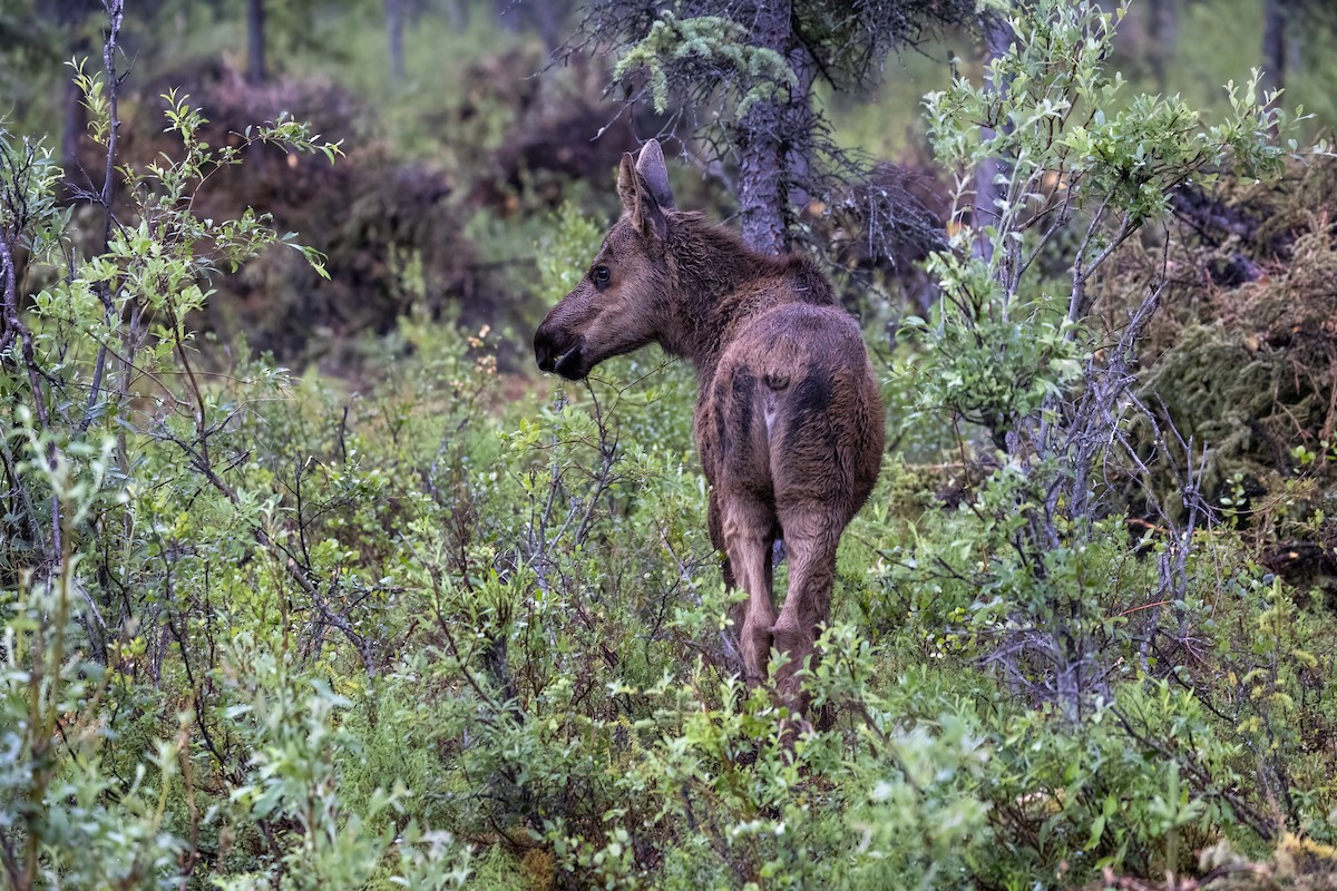 Alaskan Moose - ML646091746