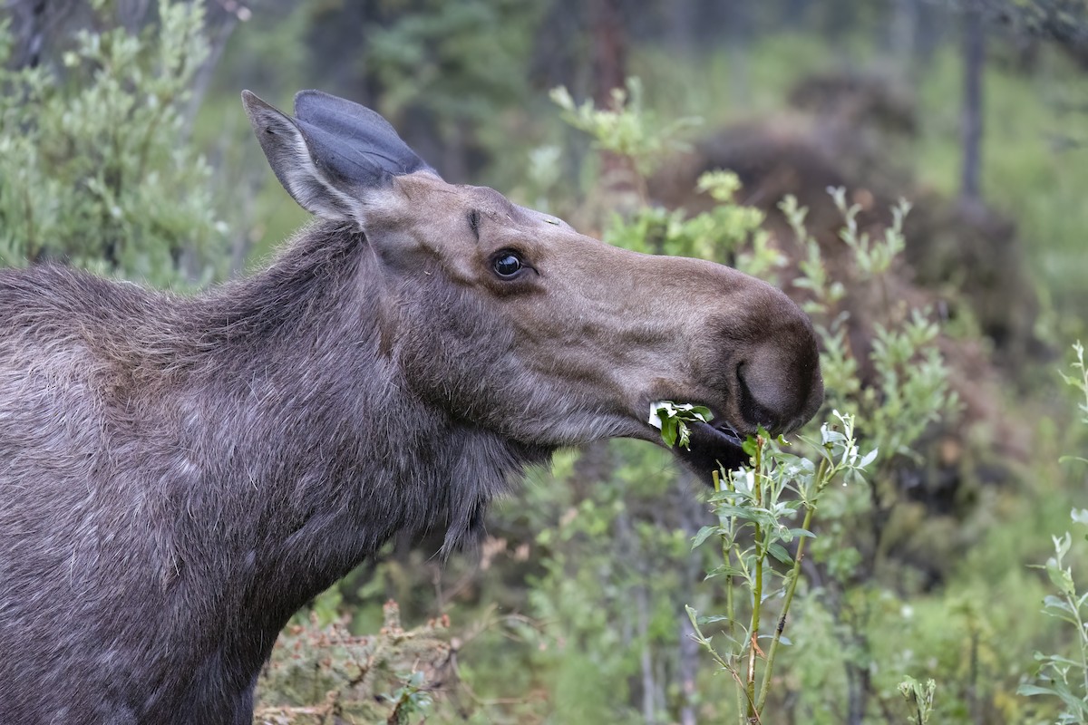 Alaskan Moose - ML646091748