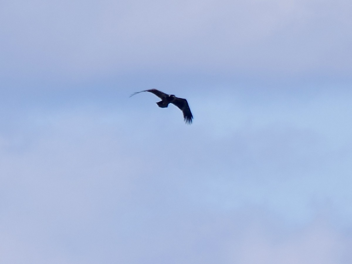 Bald Eagle - ML646091754