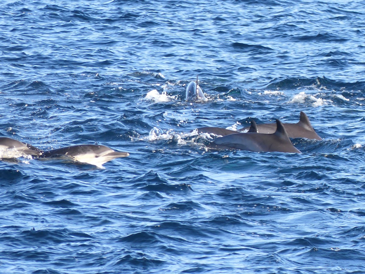 Common Dolphin - ML646091757