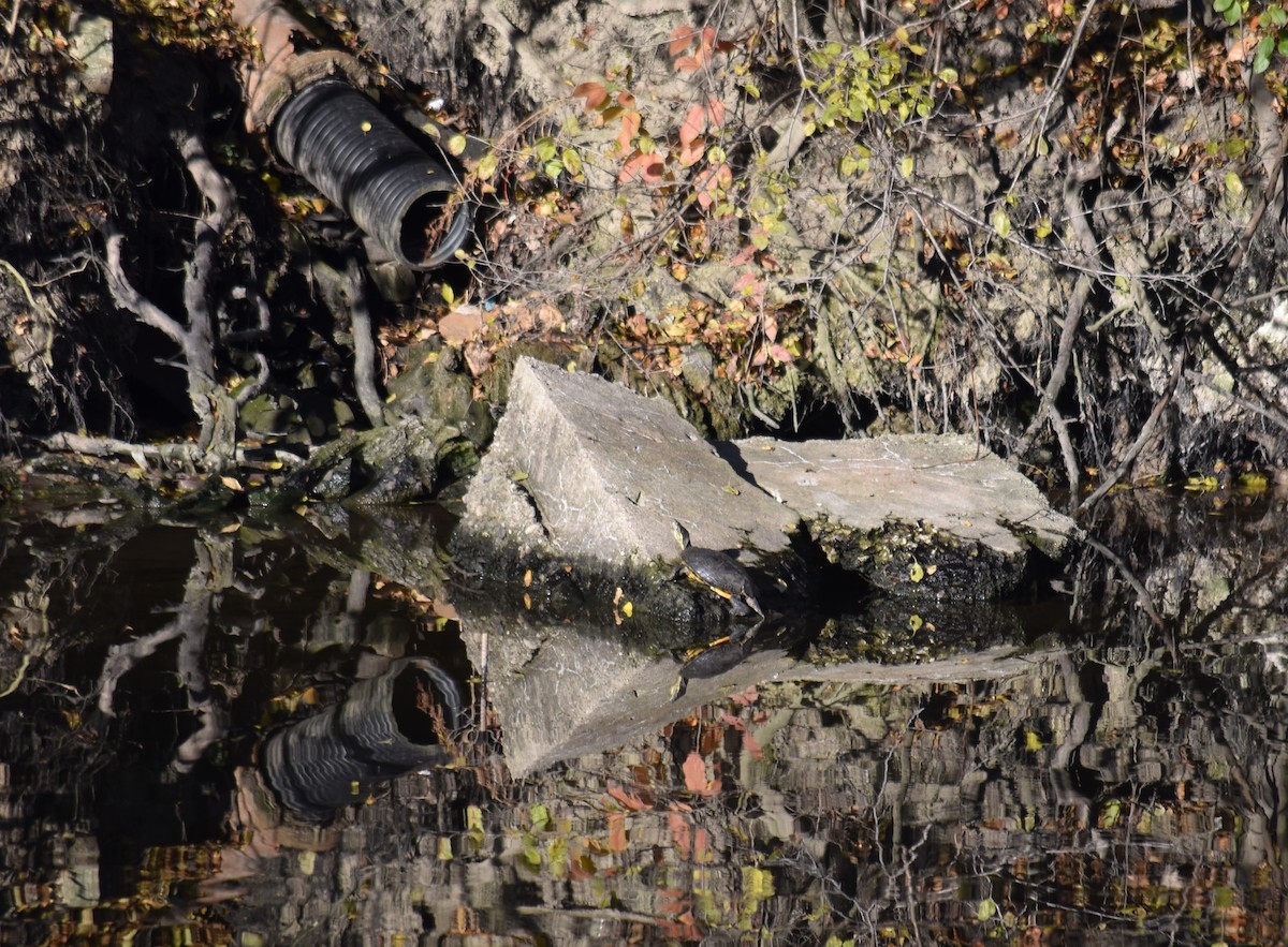 Pond Slider - ML646091770