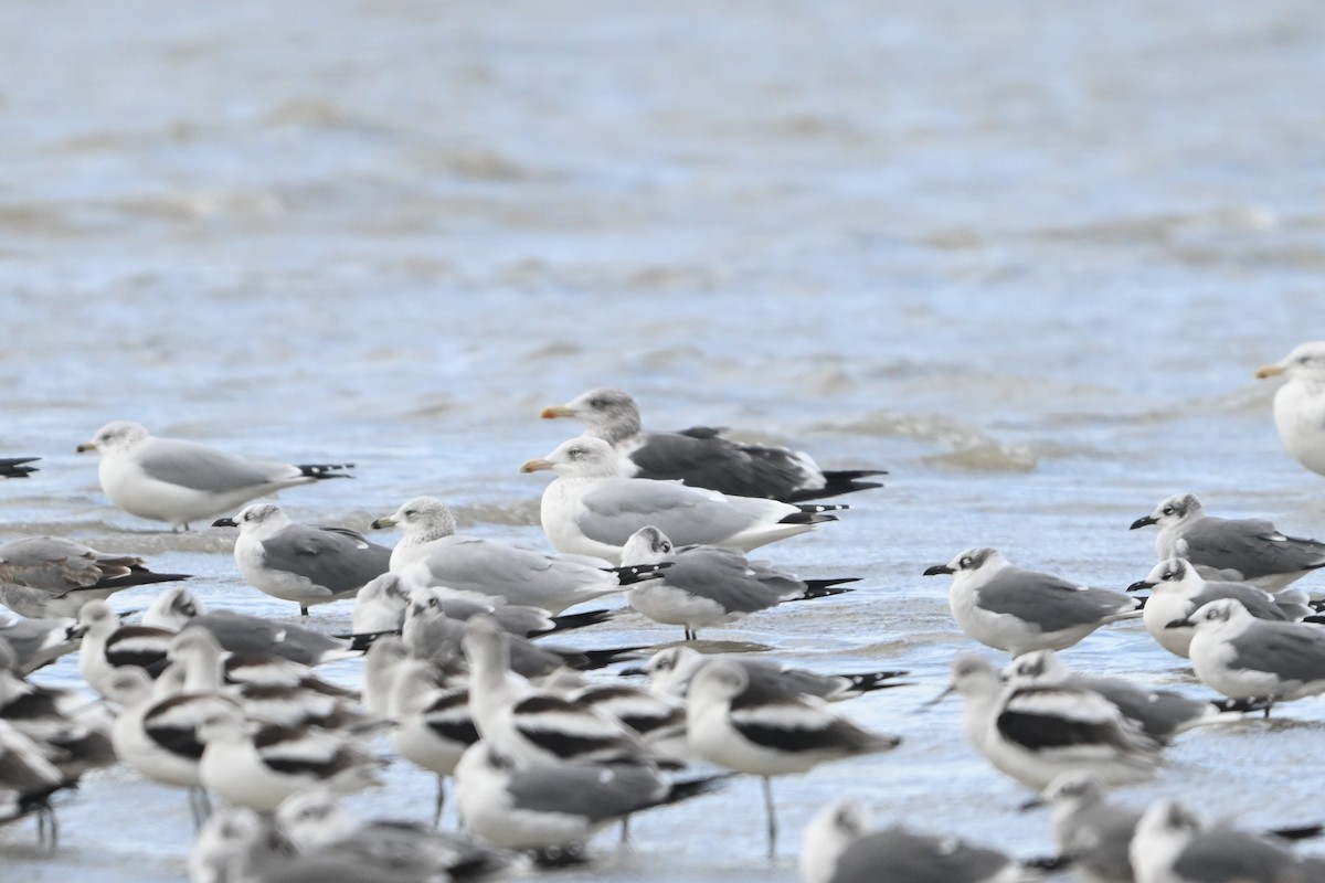 Zafferano - ML646091771