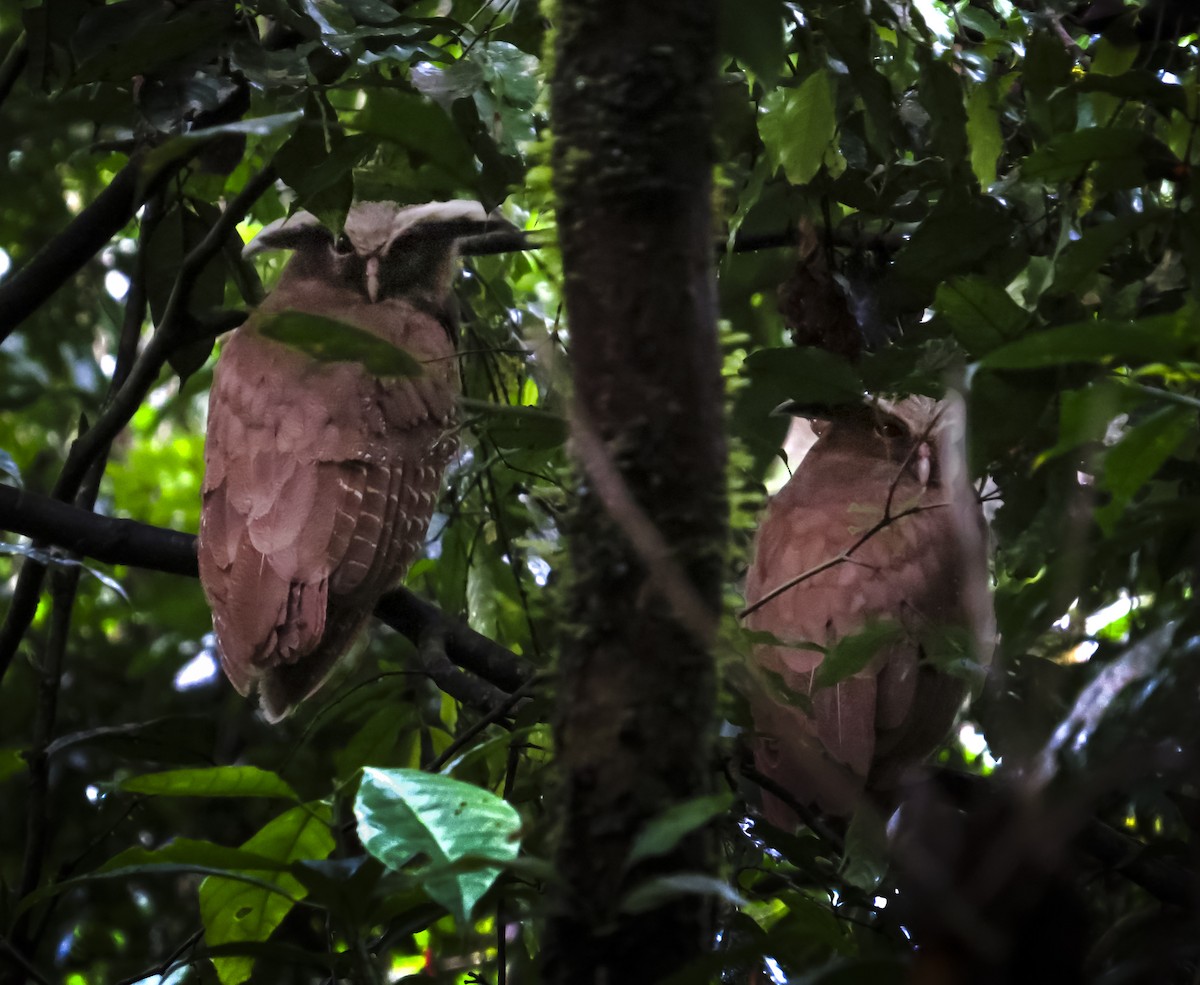 Crested Owl - ML646091773
