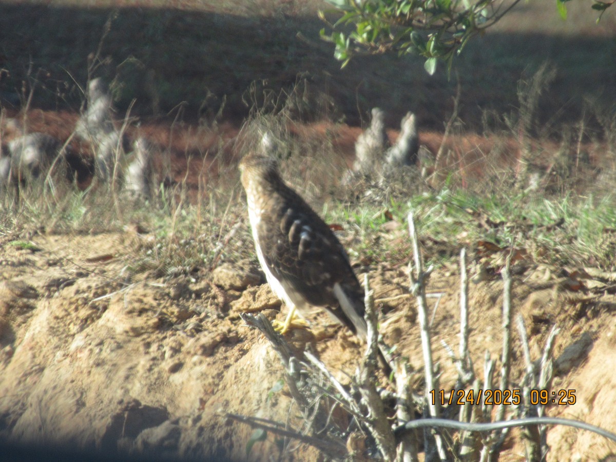 Cooper's Hawk - ML646091781