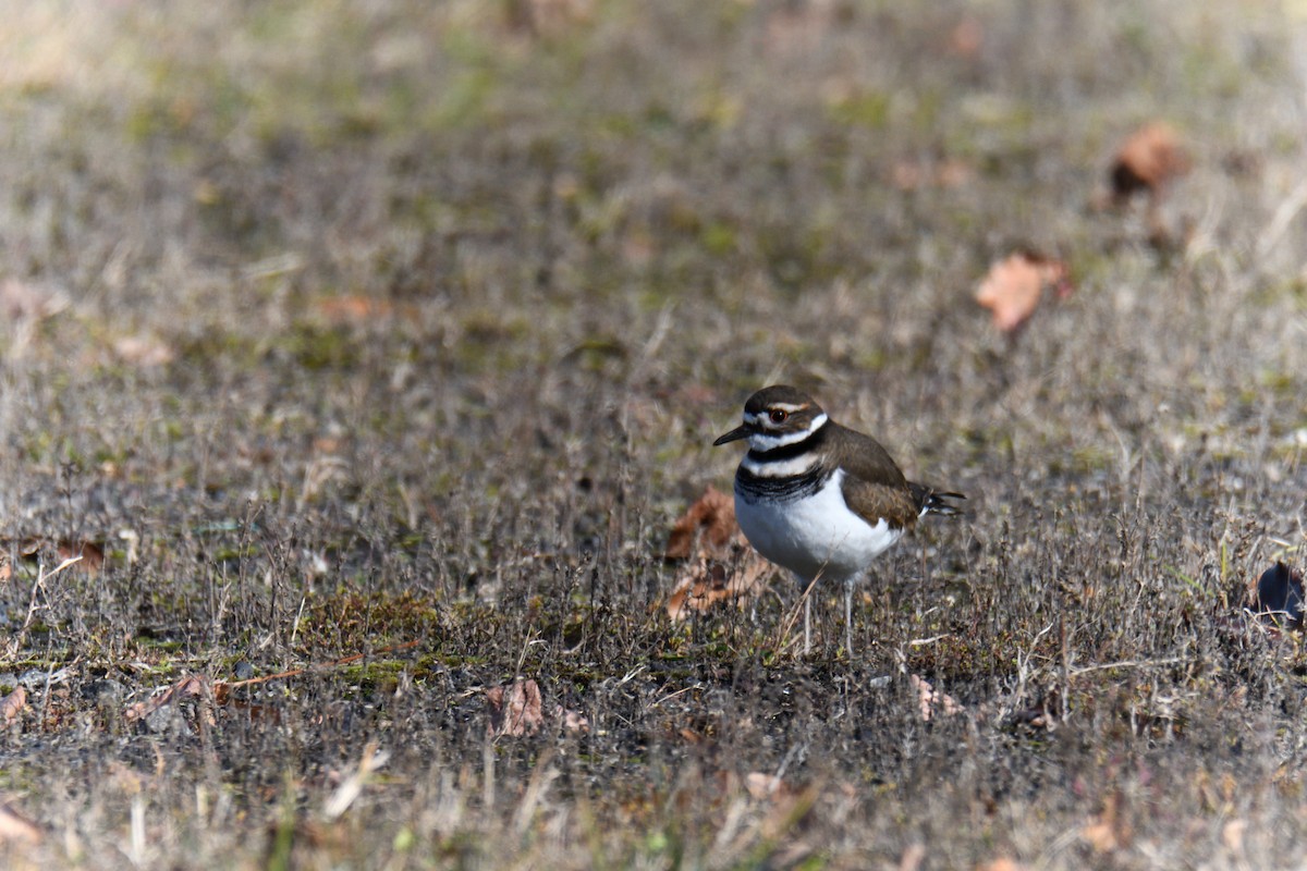 Killdeer - ML646091793