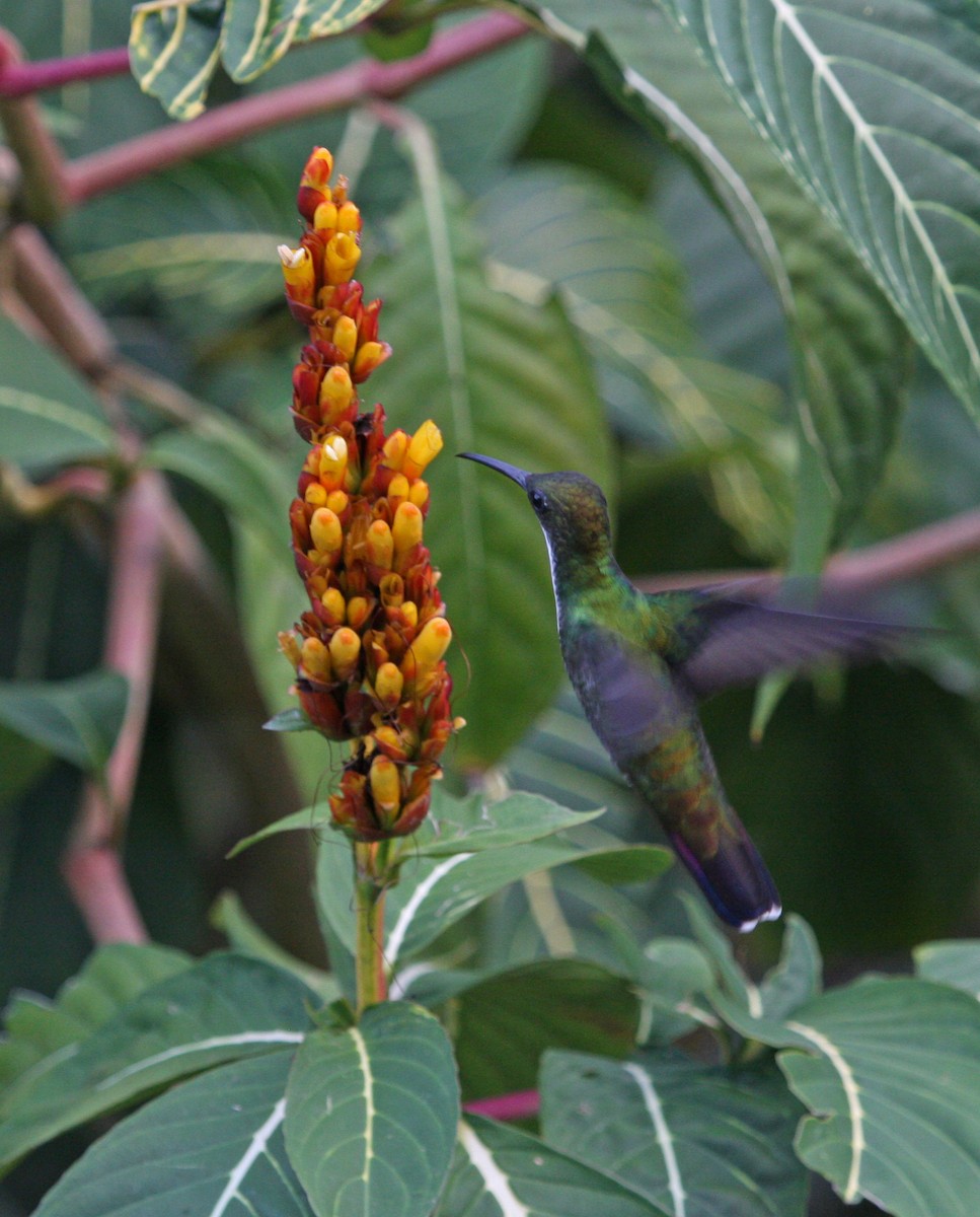 Black-throated Mango - ML646091801